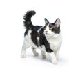 Nulo Cat Treats Purée High Moisture Grain Free-5
