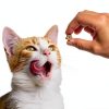 Friskies Cat Treats Wild Tuna Natural Crunchy Snacks-11