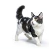 Nulo Cat Treats Purée High Moisture Grain Free-5