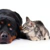 WormShield Plus Broad Spectrum Dewormer Liquid for Pets-1
