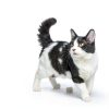 Nulo Cat Treats Purée High Moisture Grain Free Lickable-5