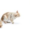 Meow Mix Soft Cat Treats Real Chicken Salmon Flavor-3