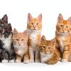 NateNatenight Liquid Dog Cat Dewormer Pyrantel Pamoate-3