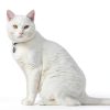 INABA Senior Cat Treats Wholesome Chicken Recipe-5